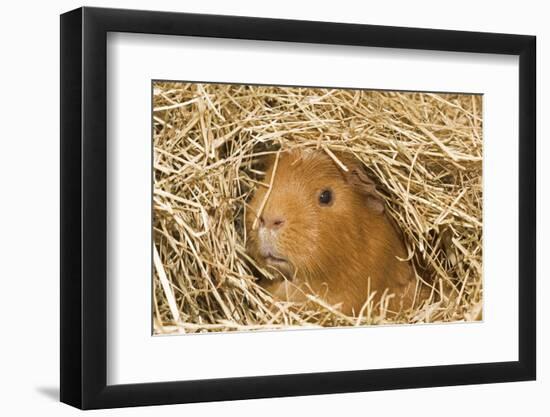 Guinea Pig (Cavia porcellus) adult, close-up of head amongst straw-Gary Smith-Framed Photographic Print