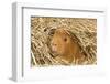 Guinea Pig (Cavia porcellus) adult, close-up of head amongst straw-Gary Smith-Framed Photographic Print