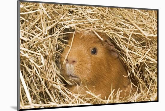 Guinea Pig (Cavia porcellus) adult, close-up of head amongst straw-Gary Smith-Mounted Photographic Print