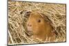 Guinea Pig (Cavia porcellus) adult, close-up of head amongst straw-Gary Smith-Mounted Photographic Print