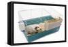 Guinea Pig in Cage in Studio-null-Framed Stretched Canvas