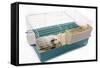 Guinea Pig in Cage in Studio-null-Framed Stretched Canvas