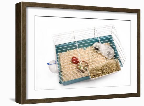 Guinea Pig in Cage in Studio-null-Framed Photographic Print