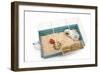 Guinea Pig in Cage in Studio-null-Framed Photographic Print