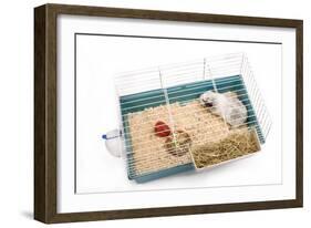 Guinea Pig in Cage in Studio-null-Framed Photographic Print