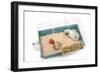 Guinea Pig in Cage in Studio-null-Framed Photographic Print