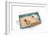 Guinea Pig in Cage in Studio-null-Framed Photographic Print