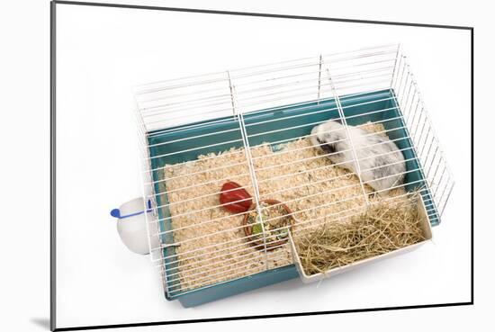 Guinea Pig in Cage in Studio-null-Mounted Photographic Print