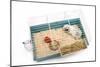 Guinea Pig in Cage in Studio-null-Mounted Photographic Print