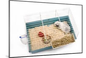 Guinea Pig in Cage in Studio-null-Mounted Photographic Print