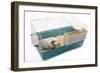 Guinea Pig in Cage in Studio-null-Framed Photographic Print