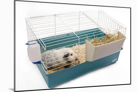 Guinea Pig in Cage in Studio-null-Mounted Photographic Print