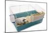 Guinea Pig in Cage in Studio-null-Mounted Photographic Print