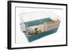 Guinea Pig in Cage in Studio-null-Framed Photographic Print