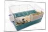 Guinea Pig in Cage in Studio-null-Mounted Photographic Print