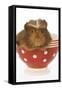 Guinea Pig in Red and White Spotted Bowl-null-Framed Stretched Canvas