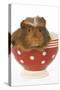 Guinea Pig in Red and White Spotted Bowl-null-Stretched Canvas