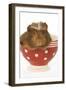 Guinea Pig in Red and White Spotted Bowl-null-Framed Photographic Print
