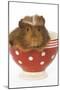 Guinea Pig in Red and White Spotted Bowl-null-Mounted Photographic Print