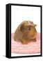 Guinea Pig in Studio in Pink Raffia Basket-null-Framed Stretched Canvas