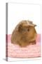 Guinea Pig in Studio in Pink Raffia Basket-null-Stretched Canvas