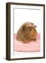 Guinea Pig in Studio in Pink Raffia Basket-null-Framed Photographic Print