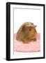 Guinea Pig in Studio in Pink Raffia Basket-null-Framed Photographic Print