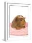 Guinea Pig in Studio in Pink Raffia Basket-null-Framed Photographic Print