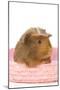 Guinea Pig in Studio in Pink Raffia Basket-null-Mounted Photographic Print