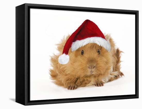 Guinea Pig in Studio Wearing Christmas Hat-null-Framed Stretched Canvas