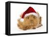 Guinea Pig in Studio Wearing Christmas Hat-null-Framed Stretched Canvas