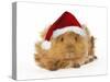 Guinea Pig in Studio Wearing Christmas Hat-null-Stretched Canvas