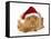 Guinea Pig in Studio Wearing Christmas Hat-null-Framed Stretched Canvas