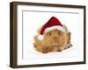 Guinea Pig in Studio Wearing Christmas Hat-null-Framed Photographic Print