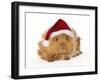 Guinea Pig in Studio Wearing Christmas Hat-null-Framed Photographic Print