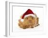 Guinea Pig in Studio Wearing Christmas Hat-null-Framed Photographic Print