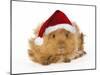 Guinea Pig in Studio Wearing Christmas Hat-null-Mounted Photographic Print