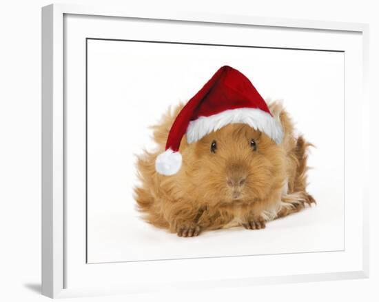 Guinea Pig in Studio Wearing Christmas Hat-null-Framed Photographic Print