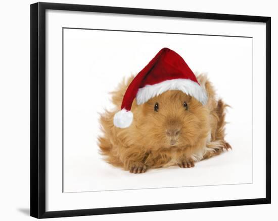 Guinea Pig in Studio Wearing Christmas Hat-null-Framed Photographic Print