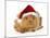 Guinea Pig in Studio Wearing Christmas Hat-null-Mounted Photographic Print
