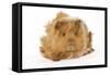 Guinea Pig in Studio-null-Framed Stretched Canvas