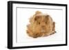 Guinea Pig in Studio-null-Framed Photographic Print