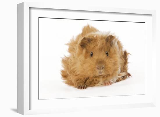 Guinea Pig in Studio-null-Framed Photographic Print