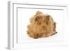 Guinea Pig in Studio-null-Framed Photographic Print