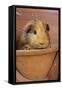 Guinea Pig in Terracotta Flower Pot-null-Framed Stretched Canvas