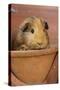Guinea Pig in Terracotta Flower Pot-null-Stretched Canvas
