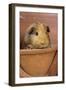 Guinea Pig in Terracotta Flower Pot-null-Framed Photographic Print