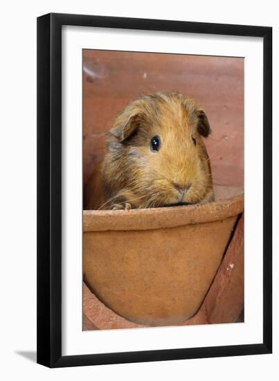 Guinea Pig in Terracotta Flower Pot-null-Framed Photographic Print