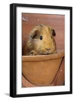 Guinea Pig in Terracotta Flower Pot-null-Framed Photographic Print