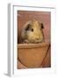 Guinea Pig in Terracotta Flower Pot-null-Framed Photographic Print